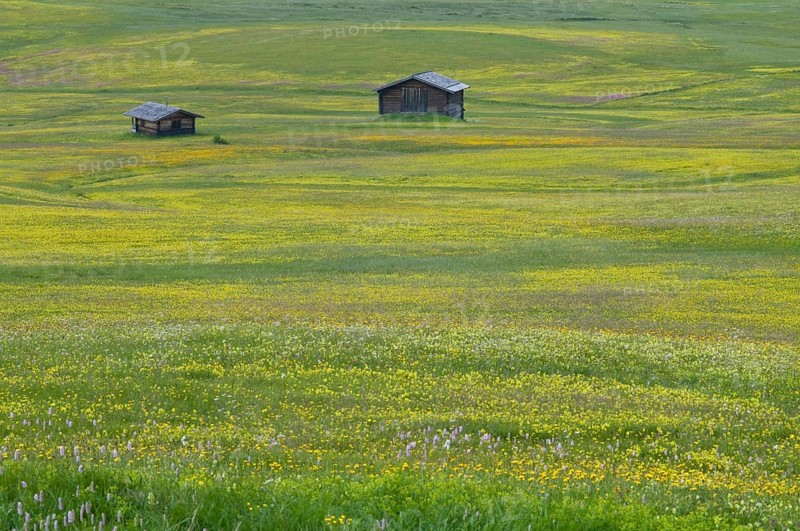 Alpine meadow