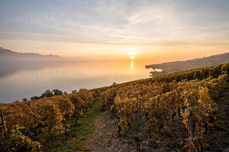 View of vineyards and Lake Geneva from the winegrowing village of Epesses