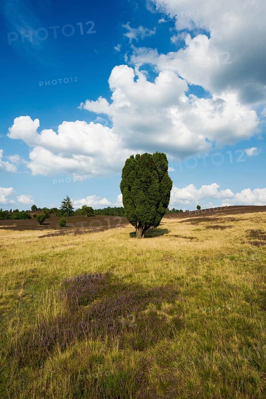 Flowering heath and juniper