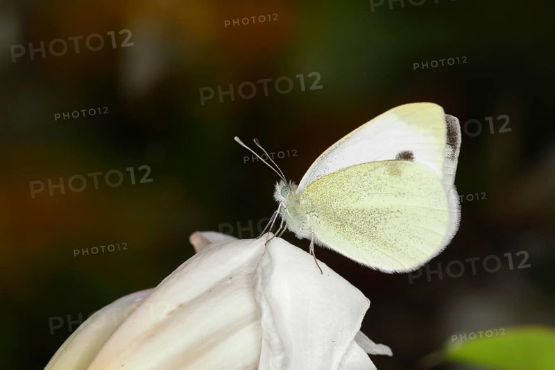 Small white