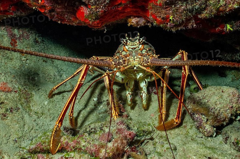 Caribbean caribbean spiny crayfish