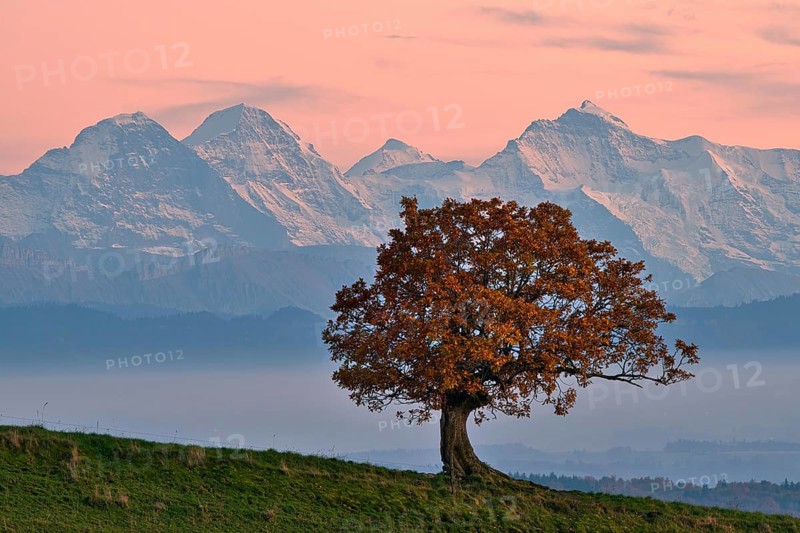 Autumn-coloured oak