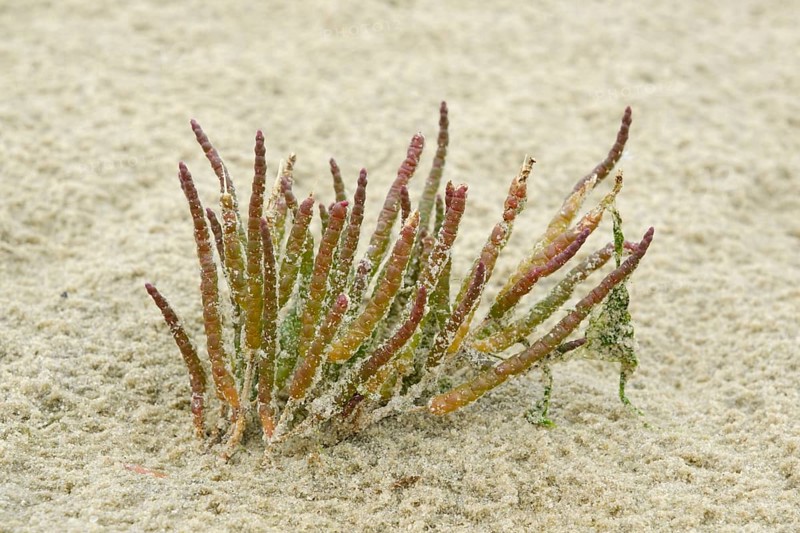 Glasswort