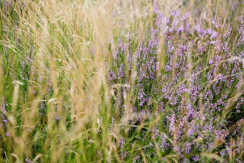 Blooming Heath
