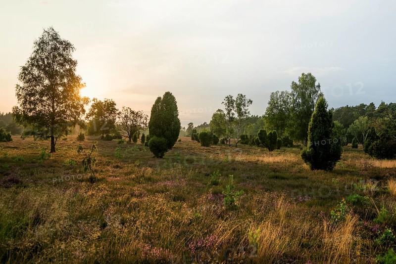 Flowering heath and juniper