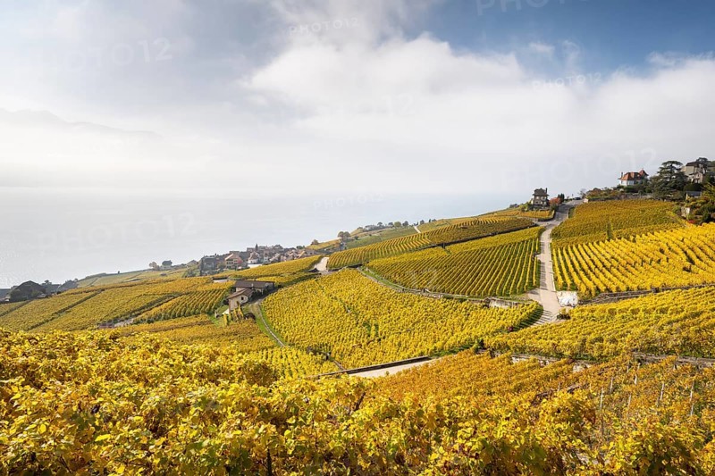 Vineyards in autumn near Chexbres