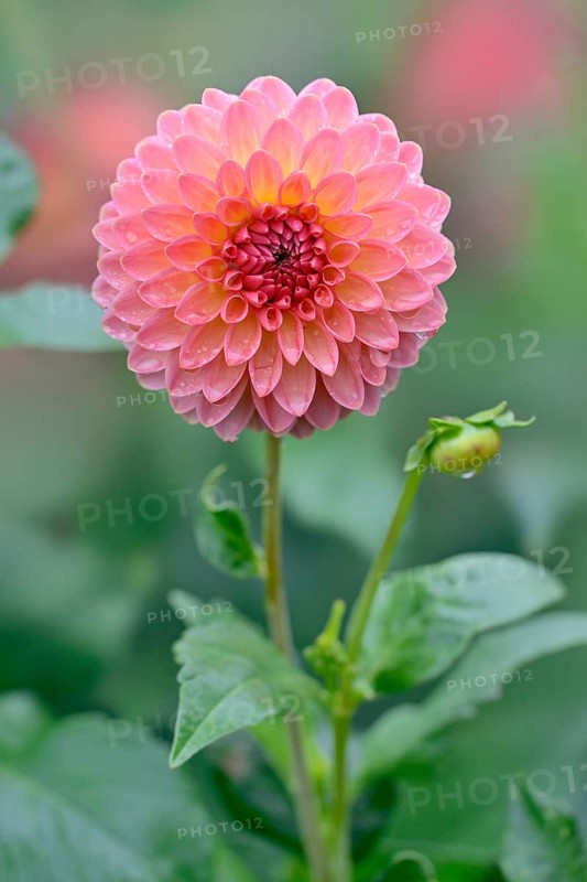 Decorative dahlias