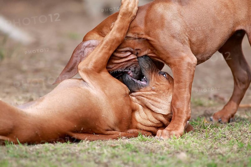 Rhodesian Ridgeback