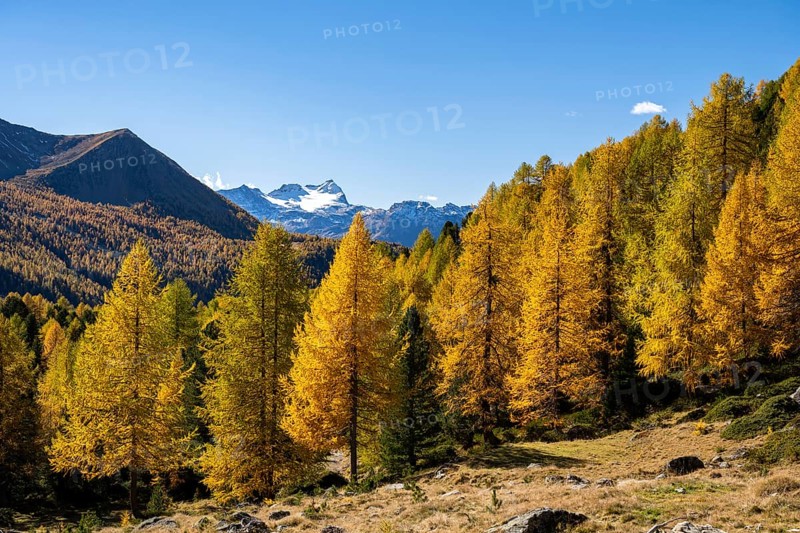 Autumn larch forest off Pizzo Scalino