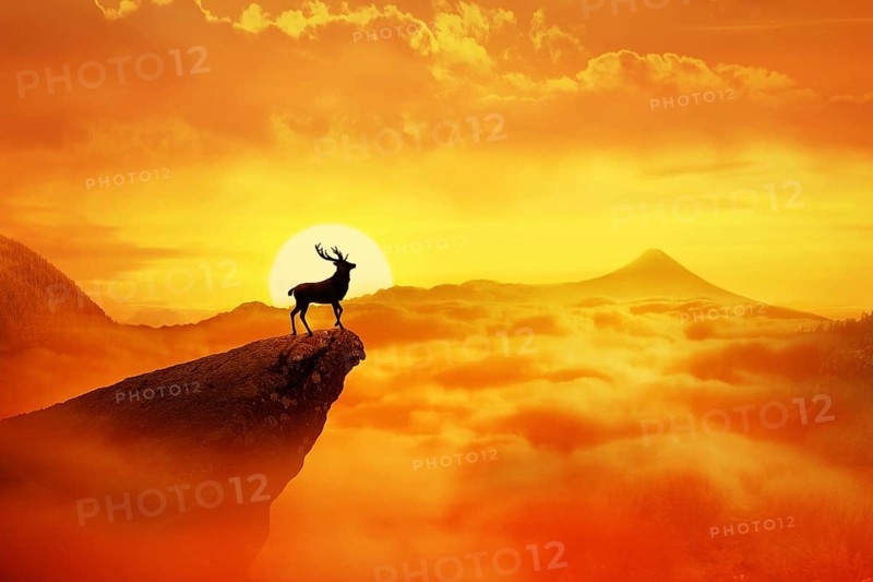 Silhouette of a lonely deer