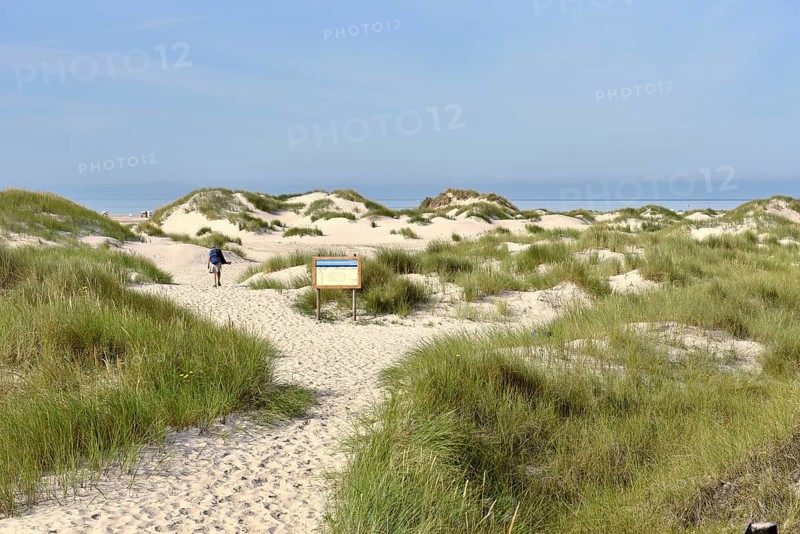 Foredunes at the beach section Nebel