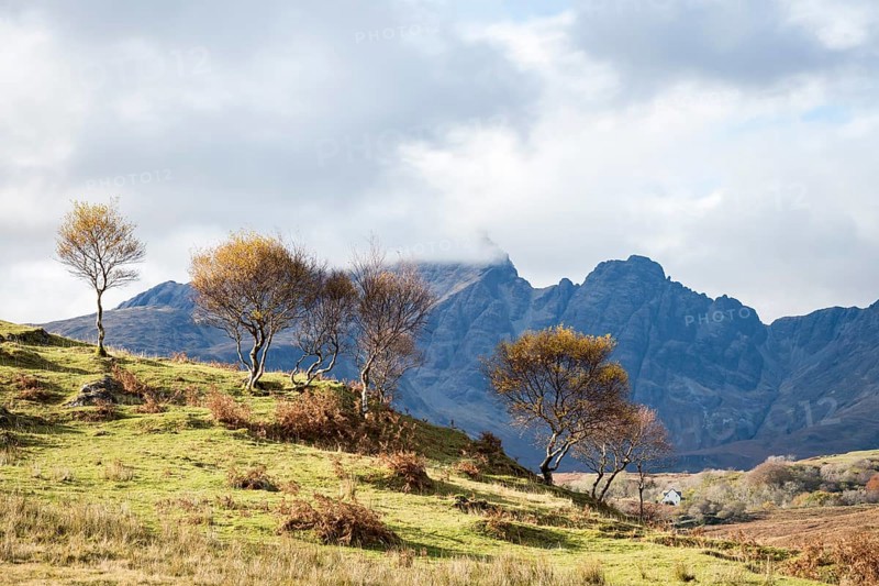 Trees and landscape