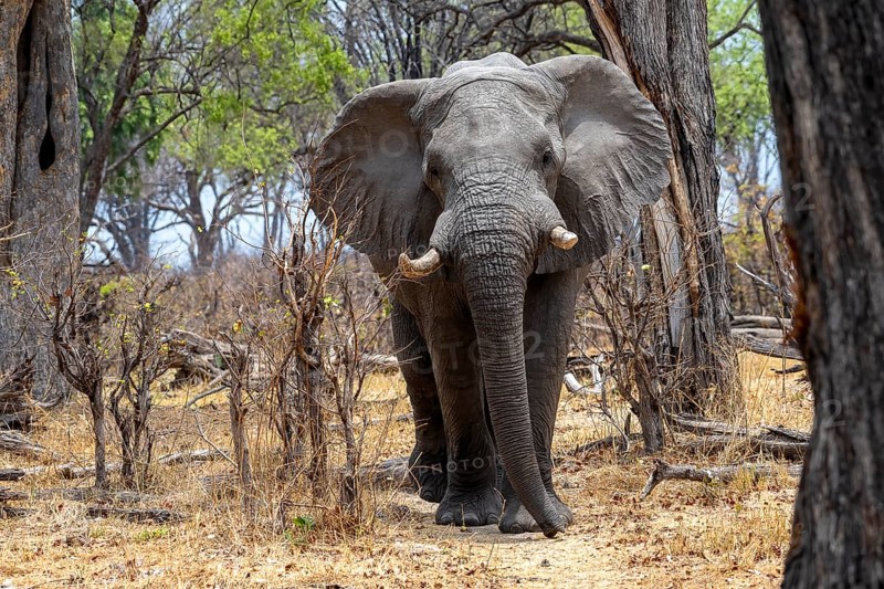 African elephant