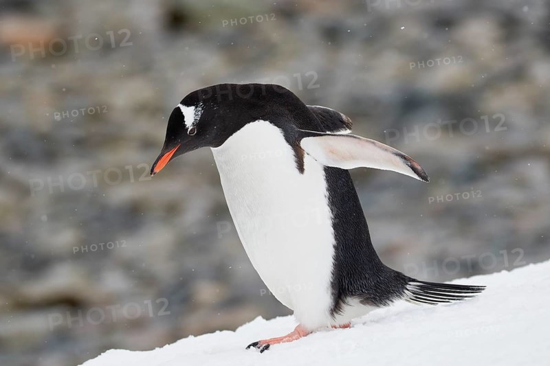 Gentoo penguin