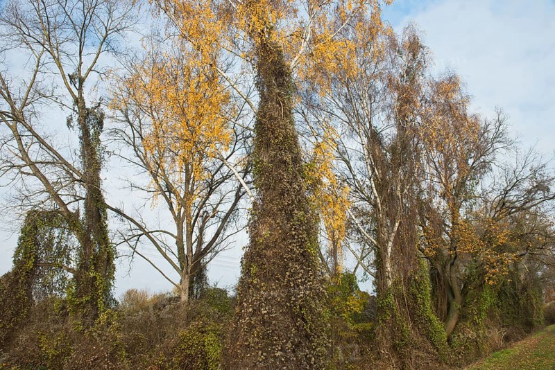 Warty birch
