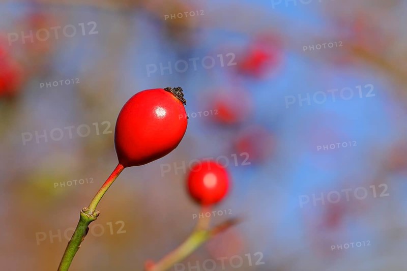 Ripe rosehip of the dog rose