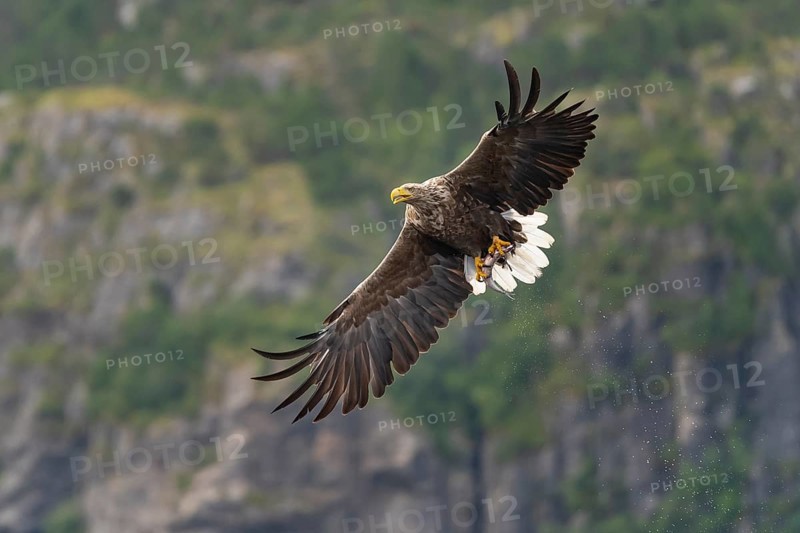 White-tailed eagle