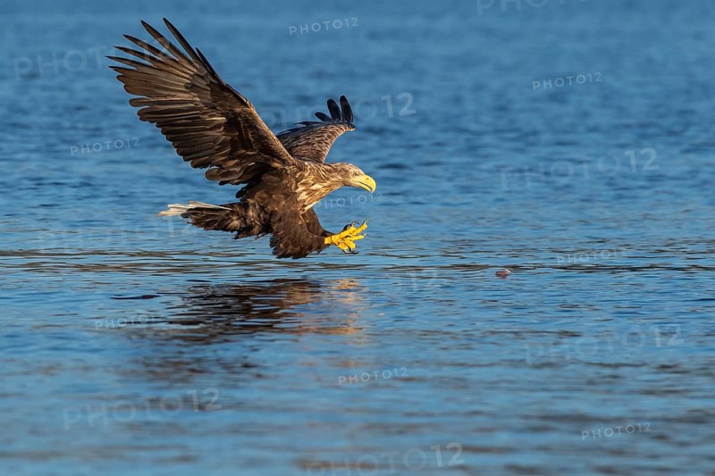 White-tailed eagle