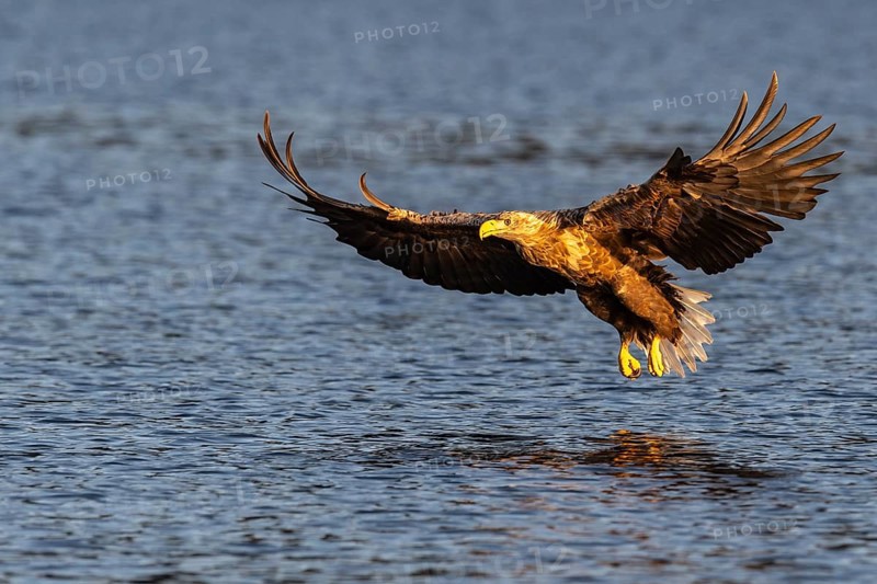 White-tailed eagle