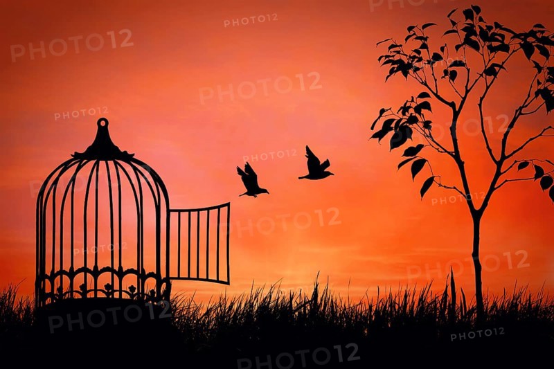 Birds couple escaping from the cage