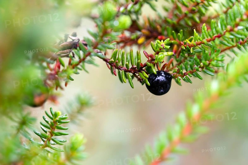 Black crowberry