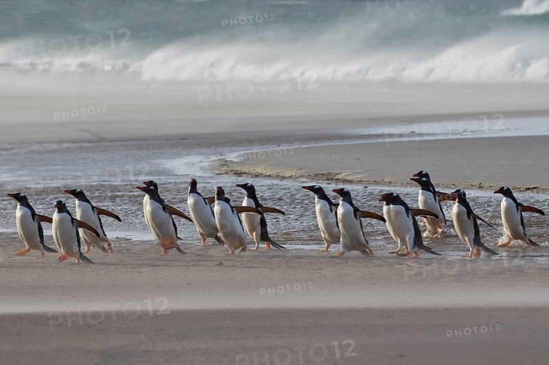 Gentoo penguins
