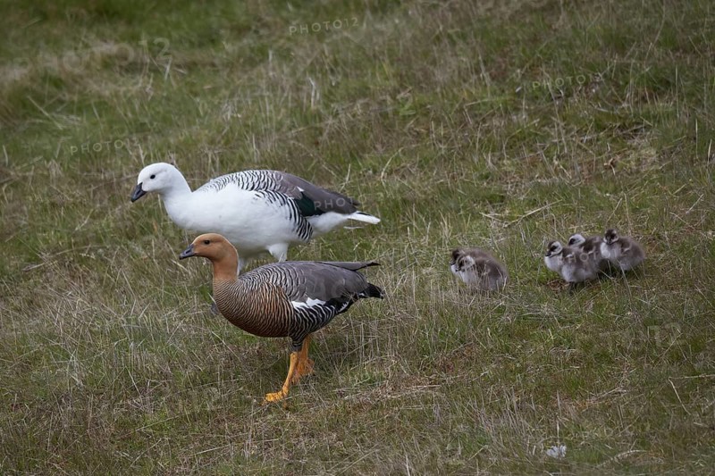 Upland geese