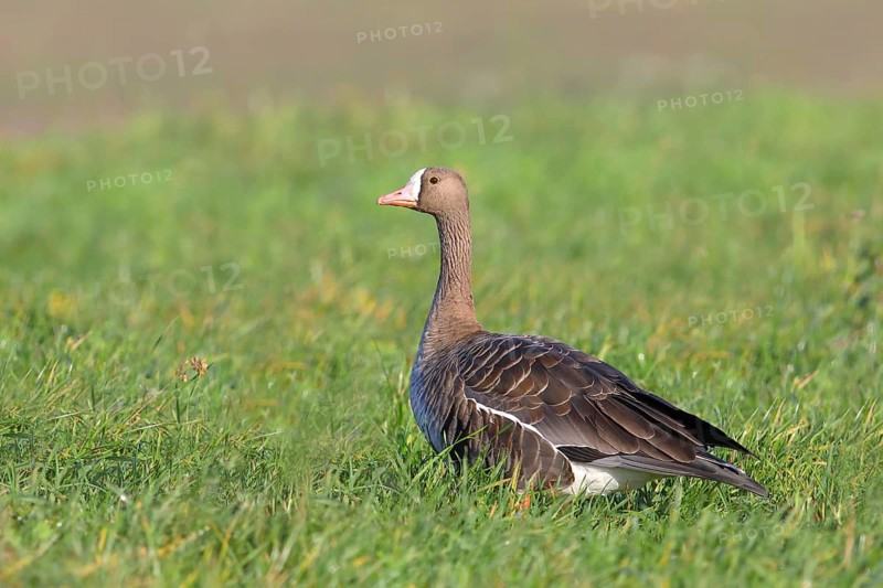 Lesser white-fronted goose