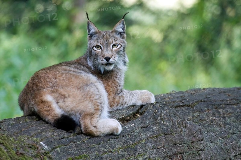 Eurasian lynx