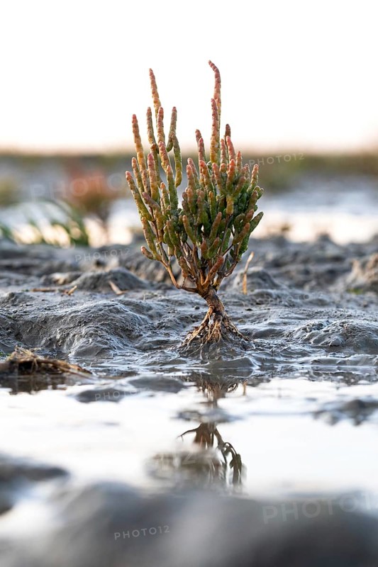 Glasswort