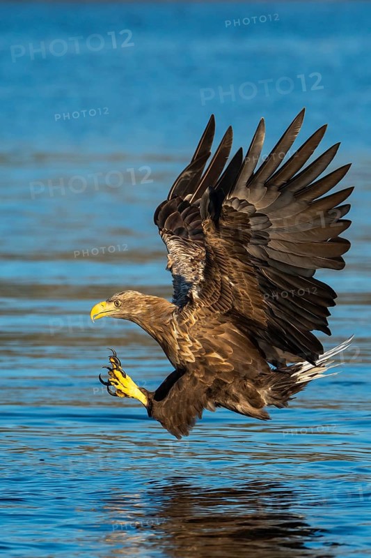 White-tailed eagle