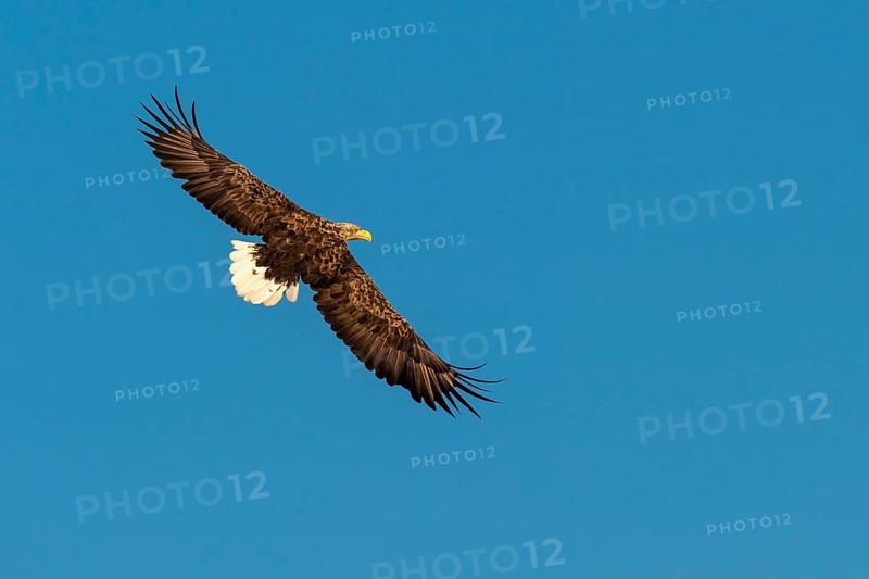 White-tailed eagle