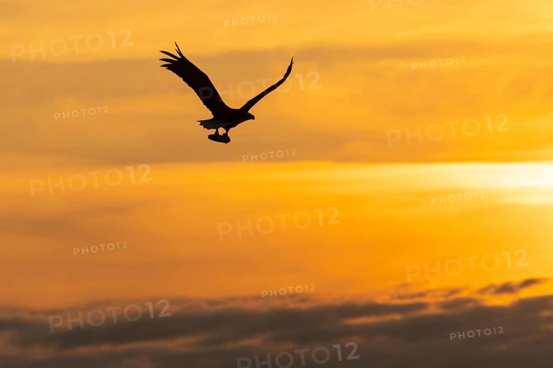 White-tailed eagle