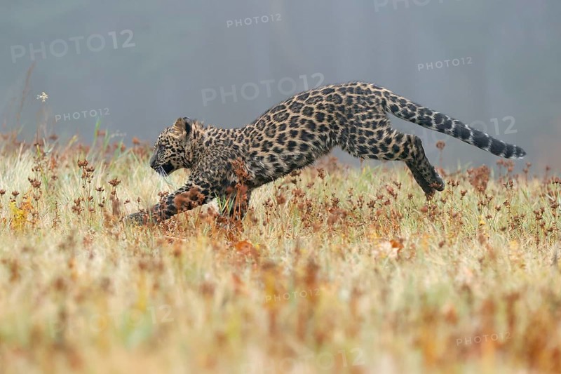 Indian indian leopard