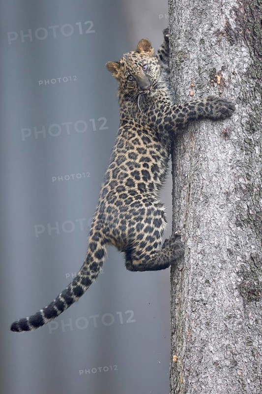 Indian indian leopard