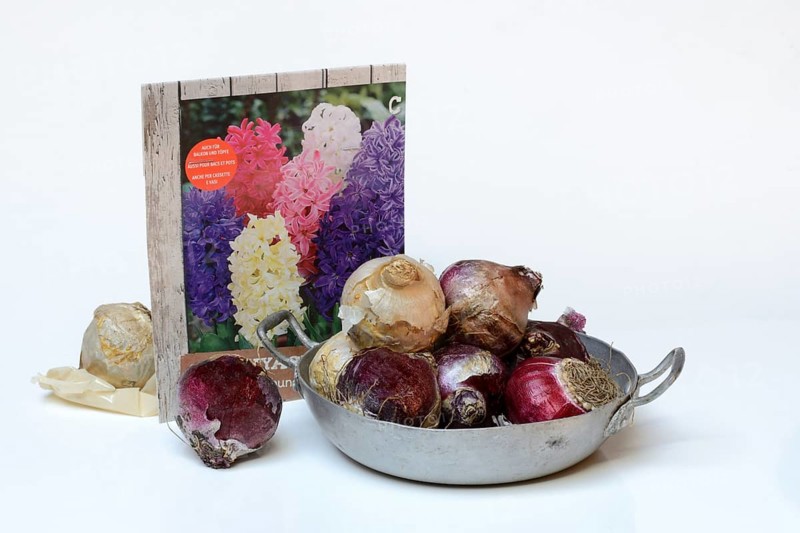 Bulbs of the garden hyacinth