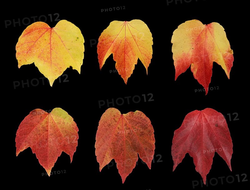 Vitis vinifera subsp