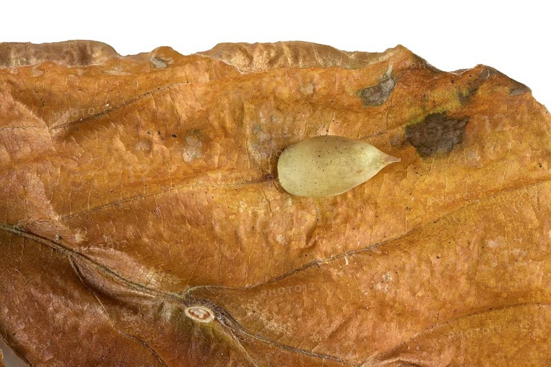 Beech gall midge