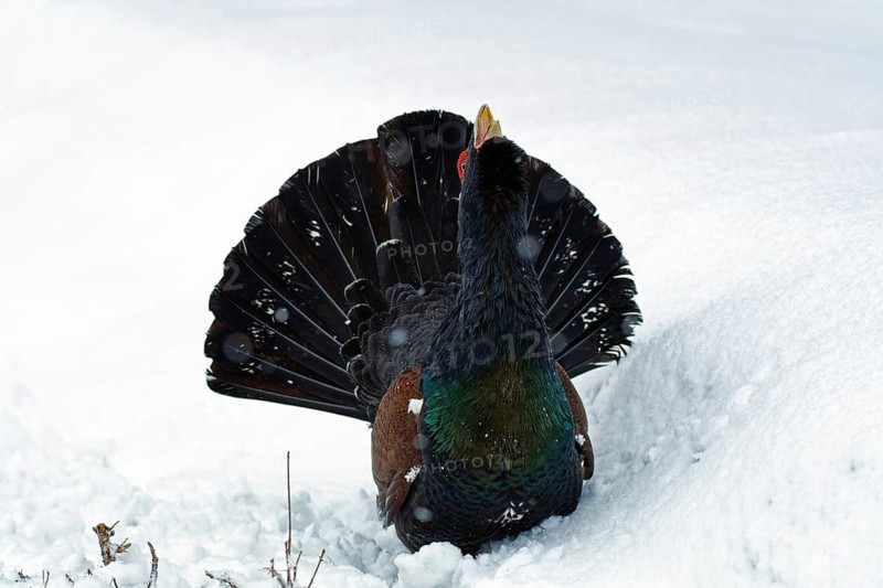 Western capercaillie