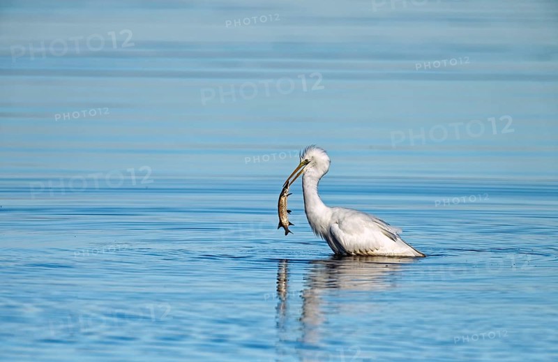 Great egret