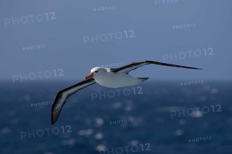 Black-browed albatross