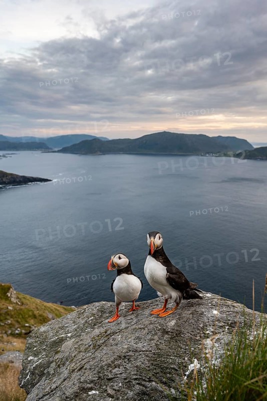 Puffin