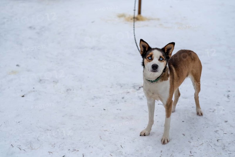 Siberian husky