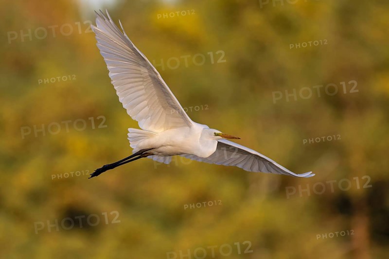 Great egret