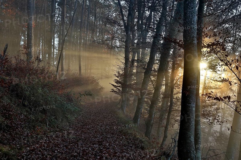 Forest path in beech forest