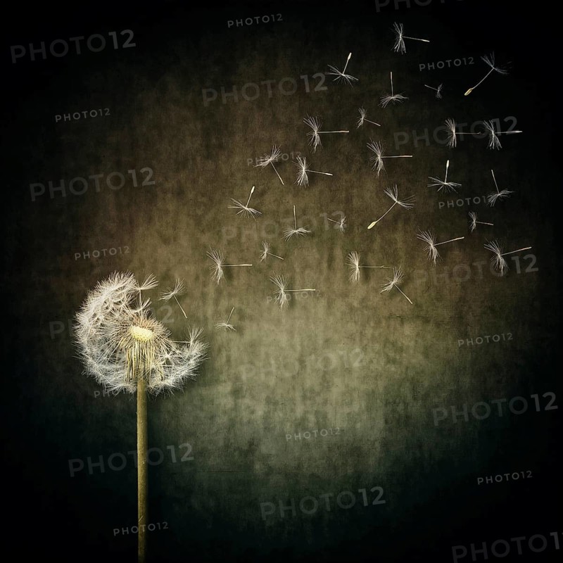 A lot of seeds escape from a dandelion flower on a gray backround