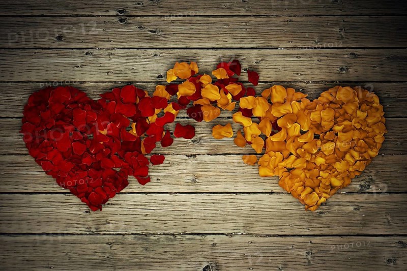 Two rose petal hearts connection on wood background
