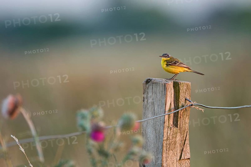 Meadow Wagtail