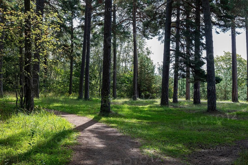 Hiking trails in the forest along the Pirita River
