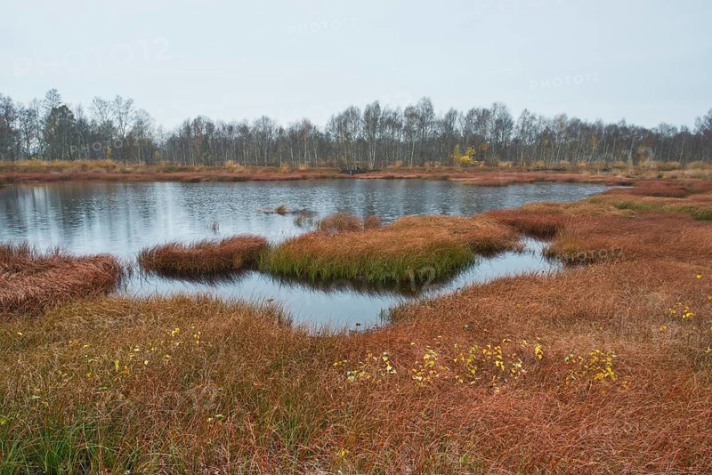 Autumn bog with narrow-leaved common cottongrass